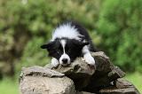 BORDER COLLIE 862